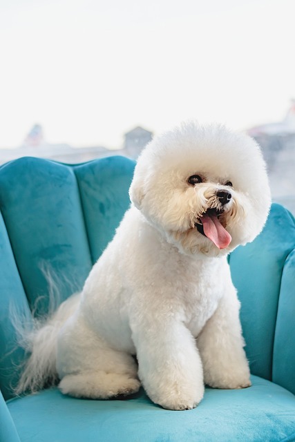 Luxury dog grooming finish with soft brushed coat in a dark salon setting