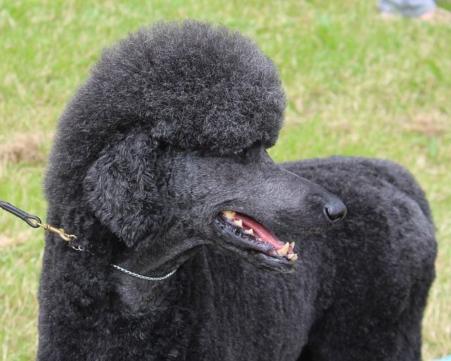 Elegant grooming portfolio image showing a freshly finished coat