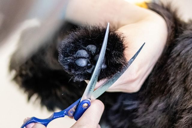 Close grooming detail of a polished pet silhouette after nail and paw care